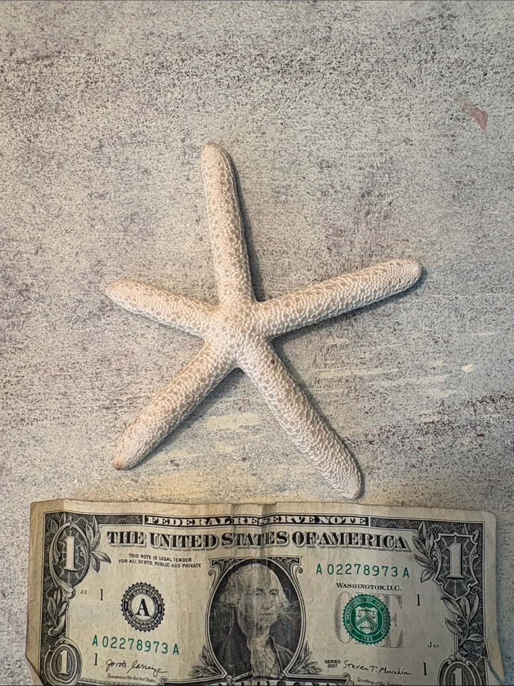 Coastal Starfish Wall Decor Set in Beige & Gray 7 in total